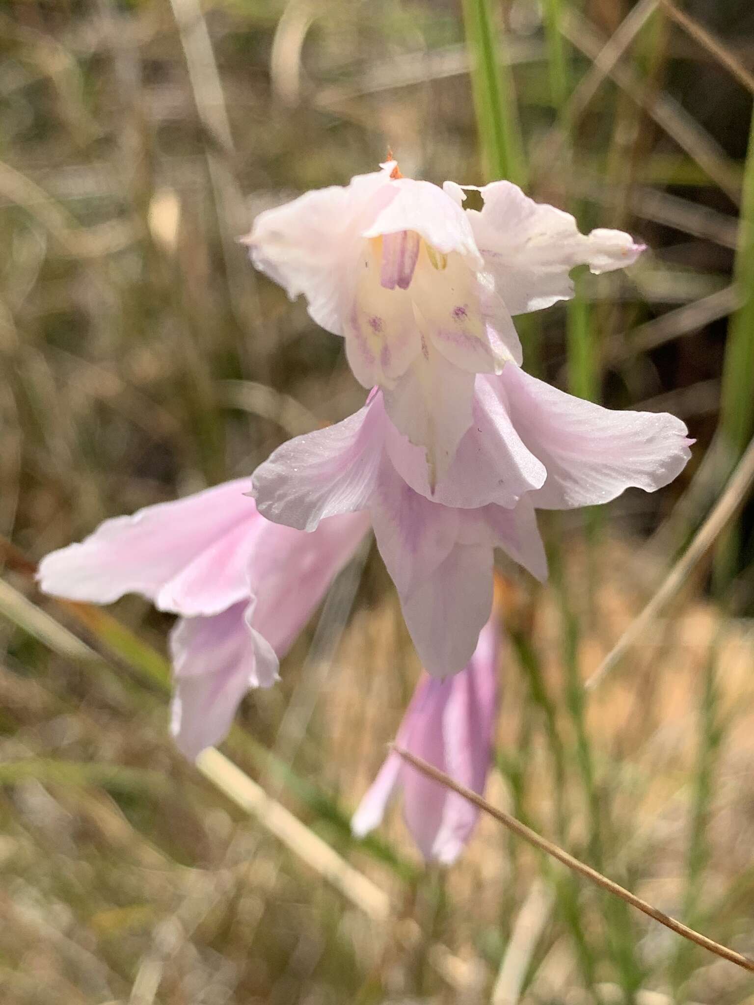 Imagem de Gladiolus ferrugineus Goldblatt & J. C. Manning