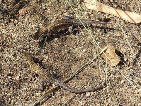 Image of Common Rough-scaled Lizard