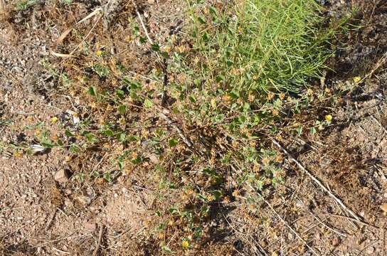 Image of dwarf Indian mallow