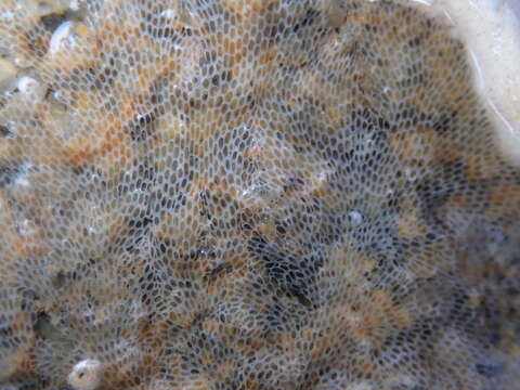 Image of an encrusting bryozoan