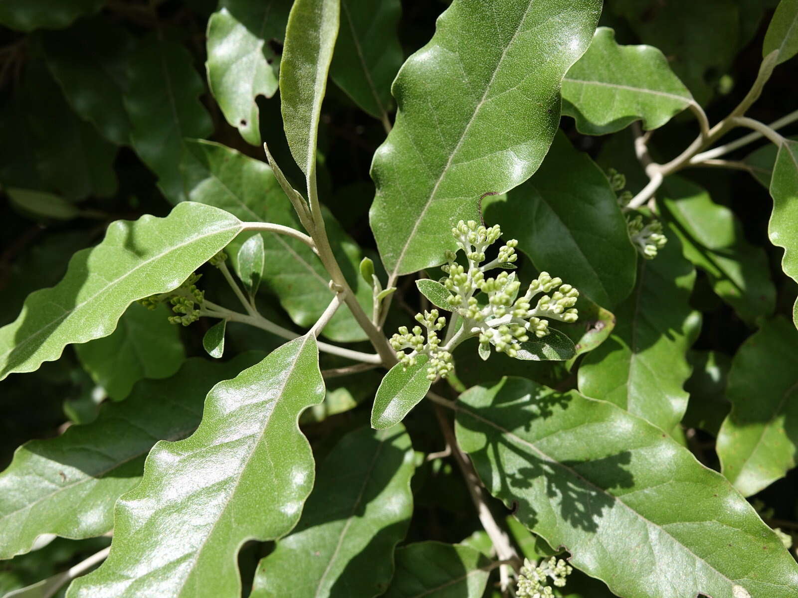 Image de Olearia albida Hook. fil.