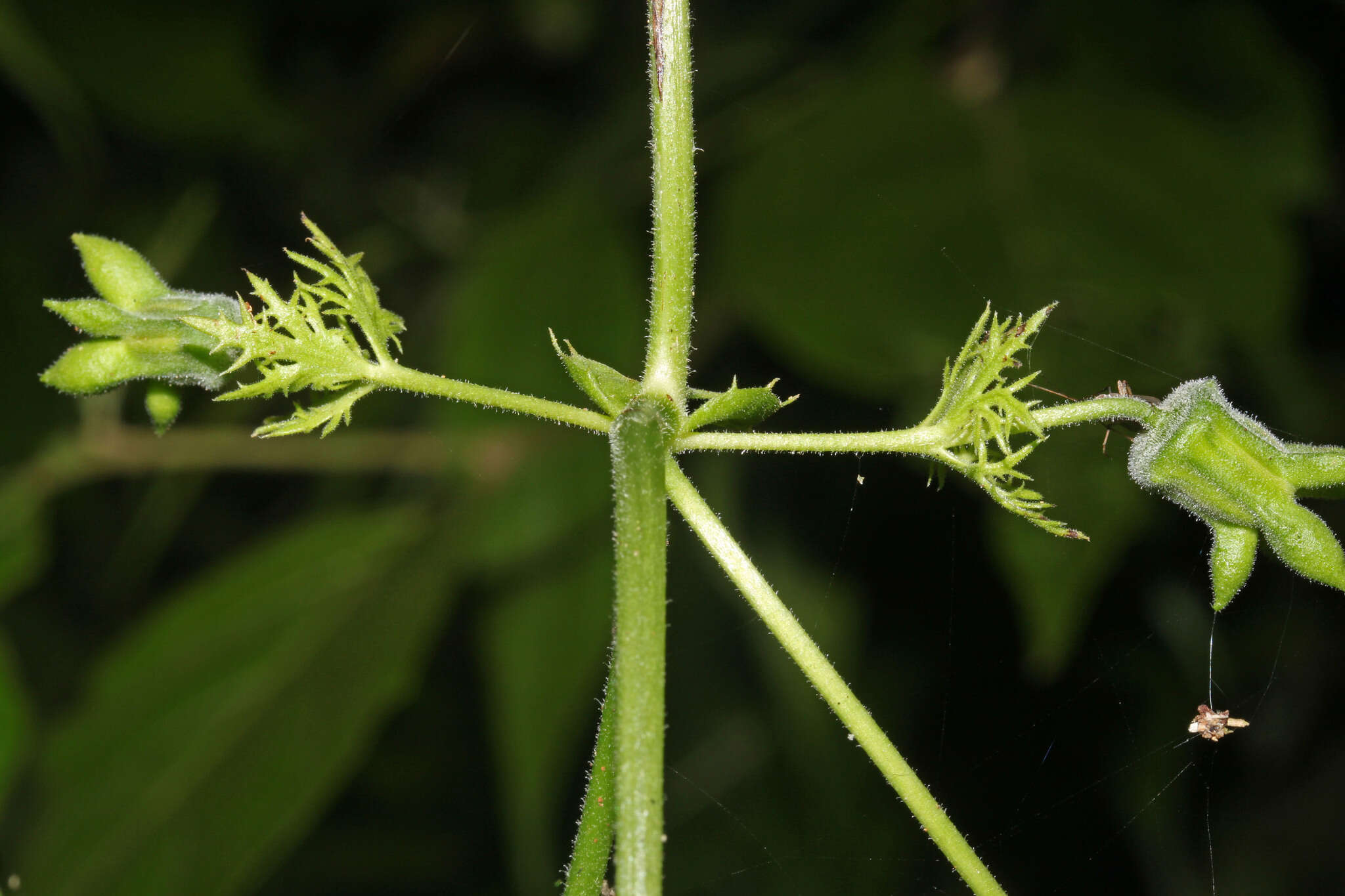 Image of Passiflora adenopoda