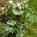 Image of Cineraria austrotransvaalensis G. V. Cron