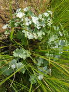 Image of Cineraria austrotransvaalensis G. V. Cron