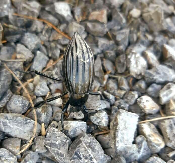 Image of Eleodes (Eleodes) mirabilis Triplehorn 2007