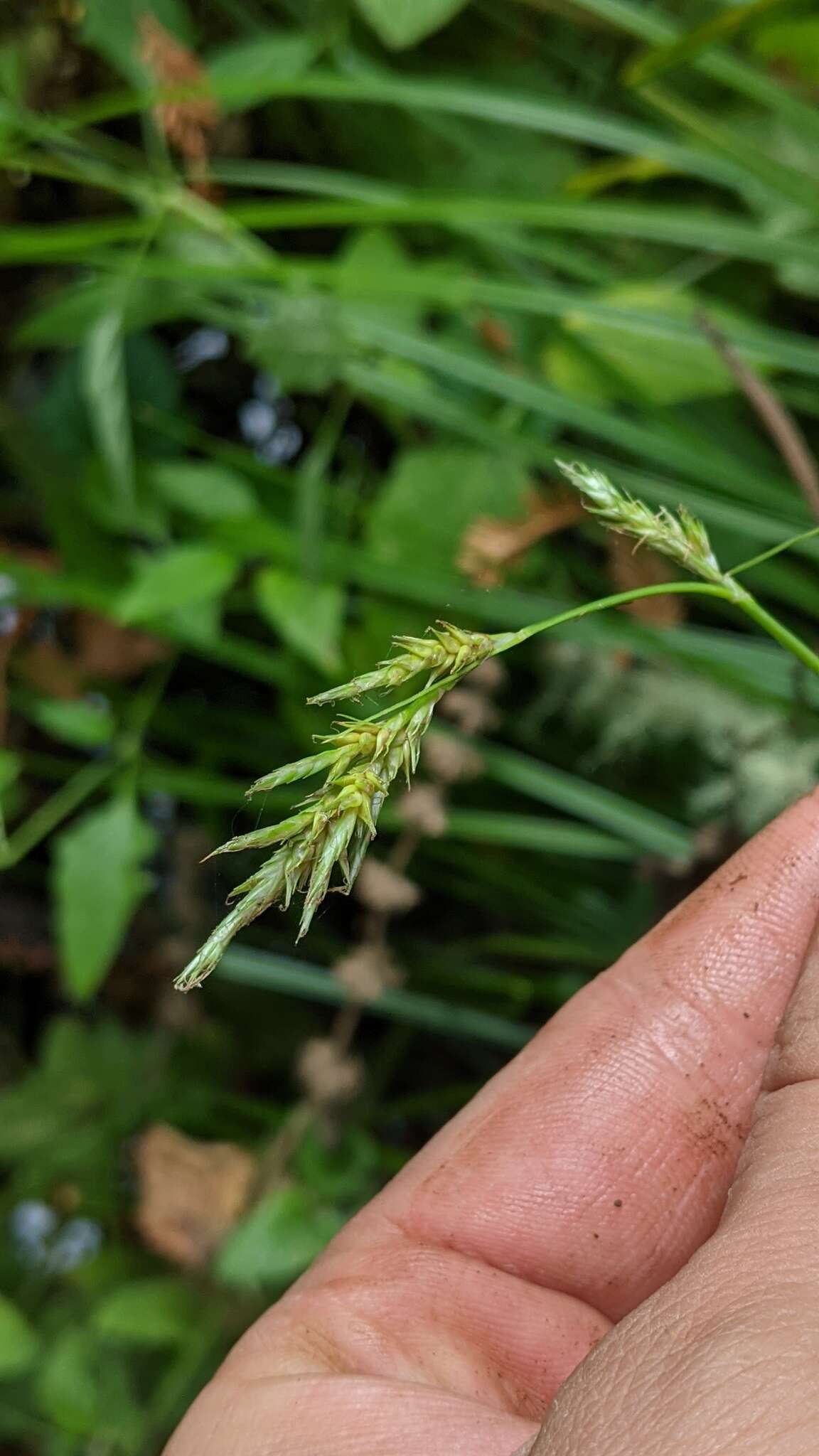 Слика од Carex bolanderi Olney