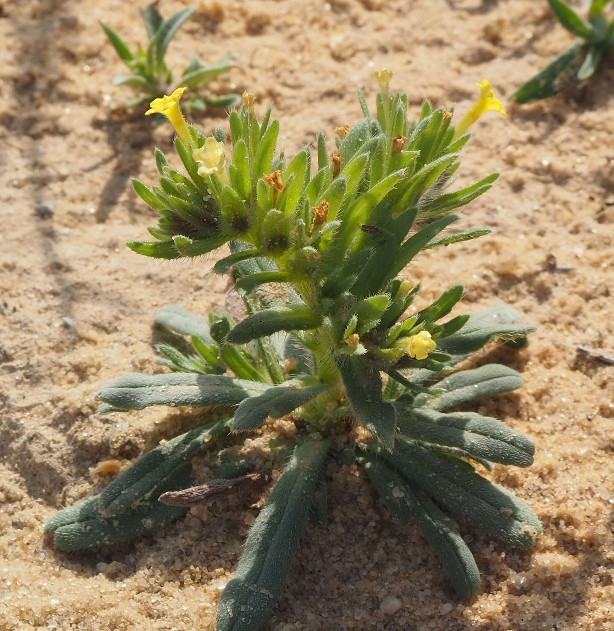Arnebia linearifolia DC.的圖片