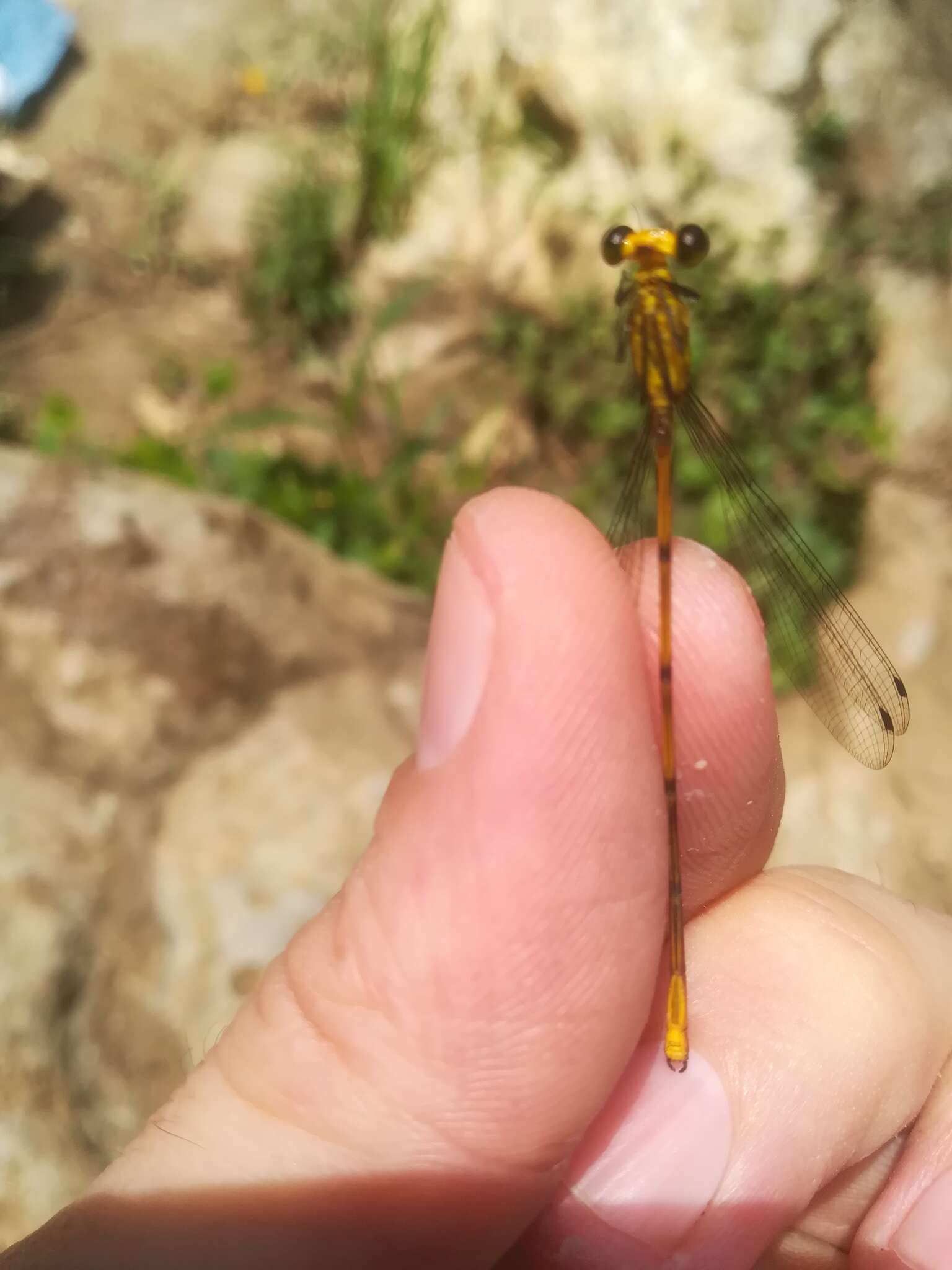 Image of Heteragrion alienum Williamson 1919