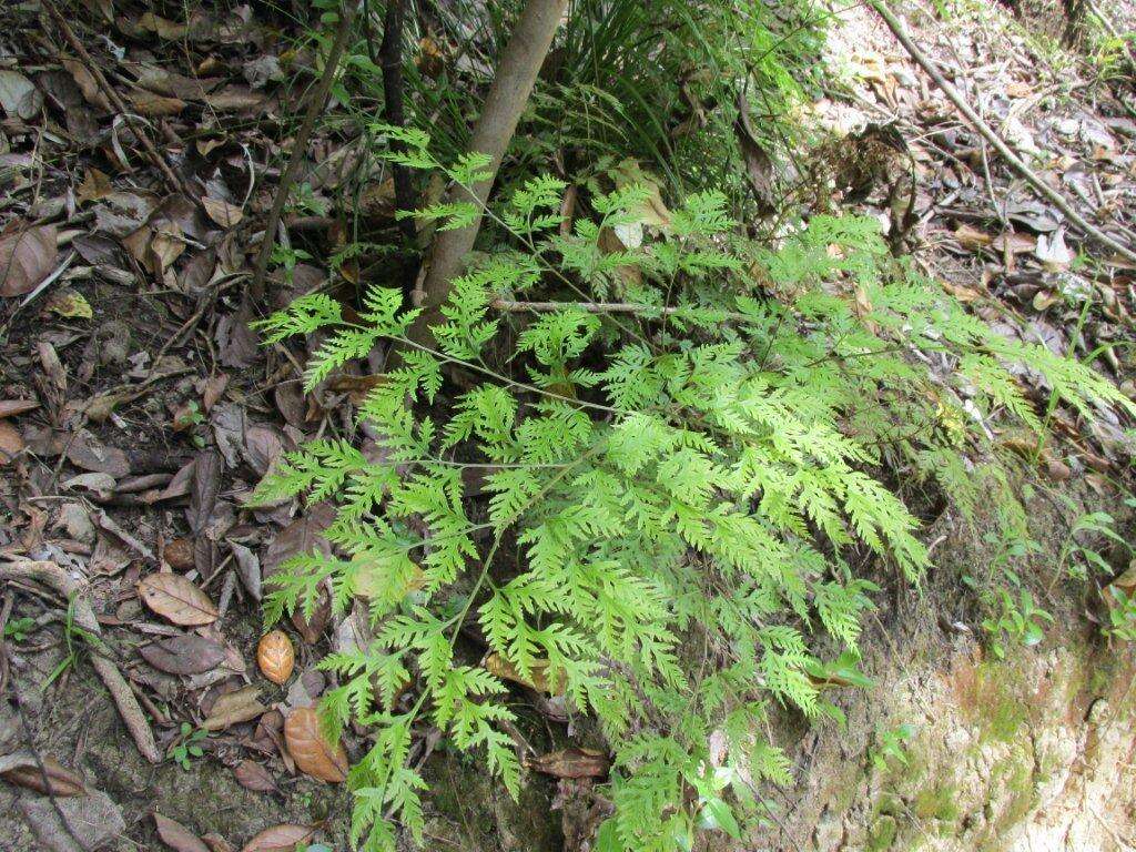 Image of Pteris macilenta A. Rich.