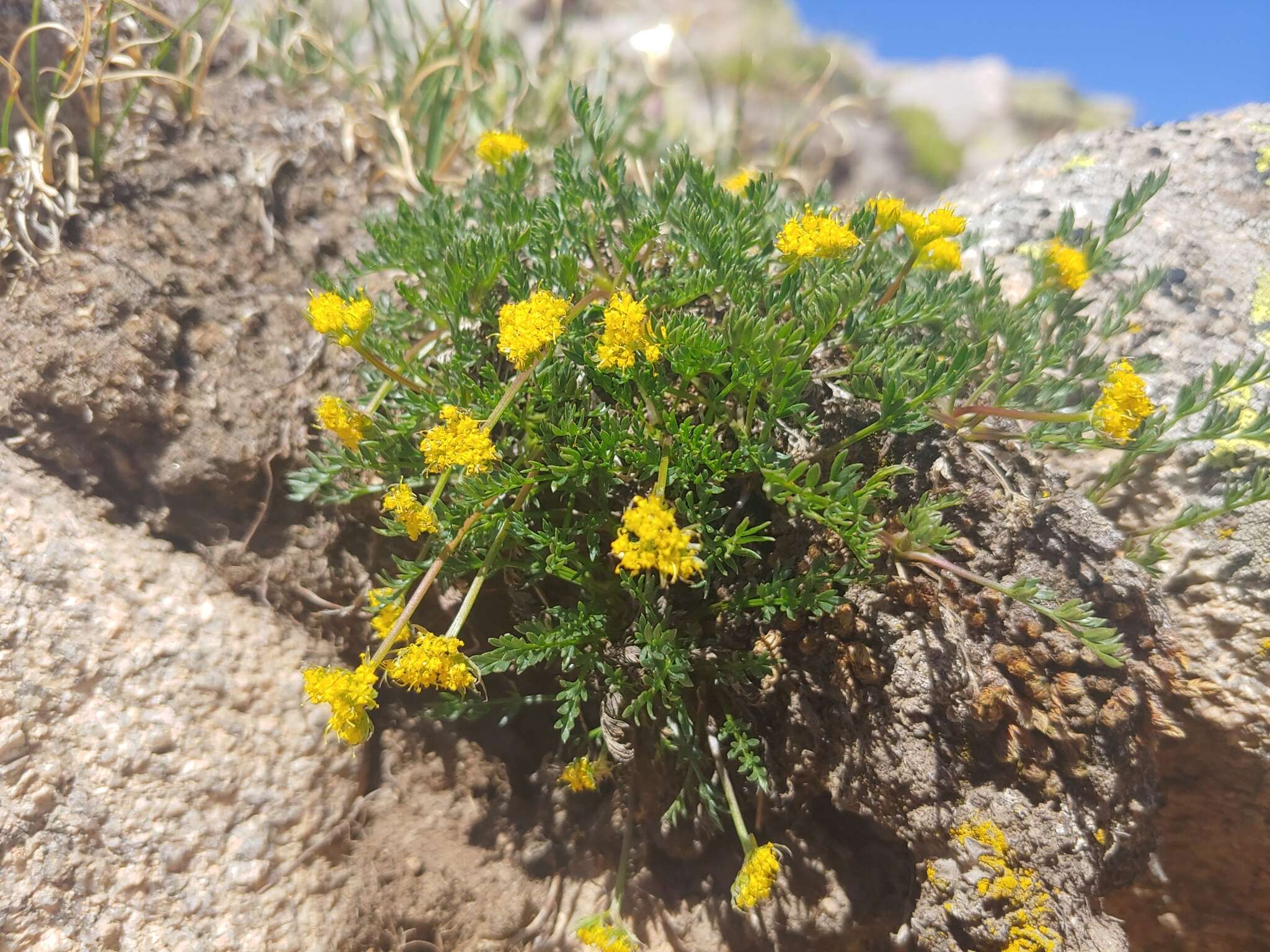 Imagem de Oreoxis alpina (A. Gray) Coult. & Rose