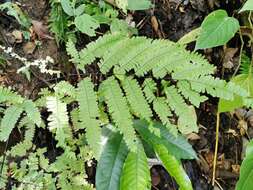 Adiantum polyphyllum Willd.的圖片