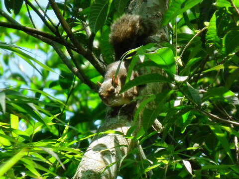 Image of Sciurus aestuans ingrami Thomas 1901