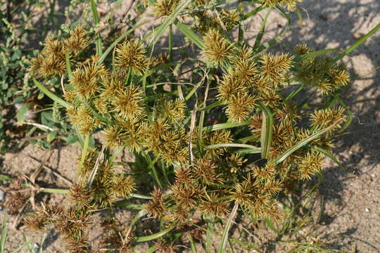 Image de Cyperus odoratus subsp. odoratus