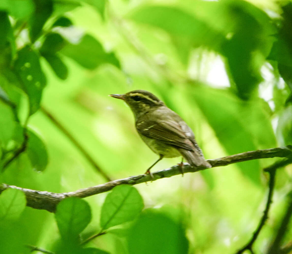 Image of Large-billed Leaf Warbler