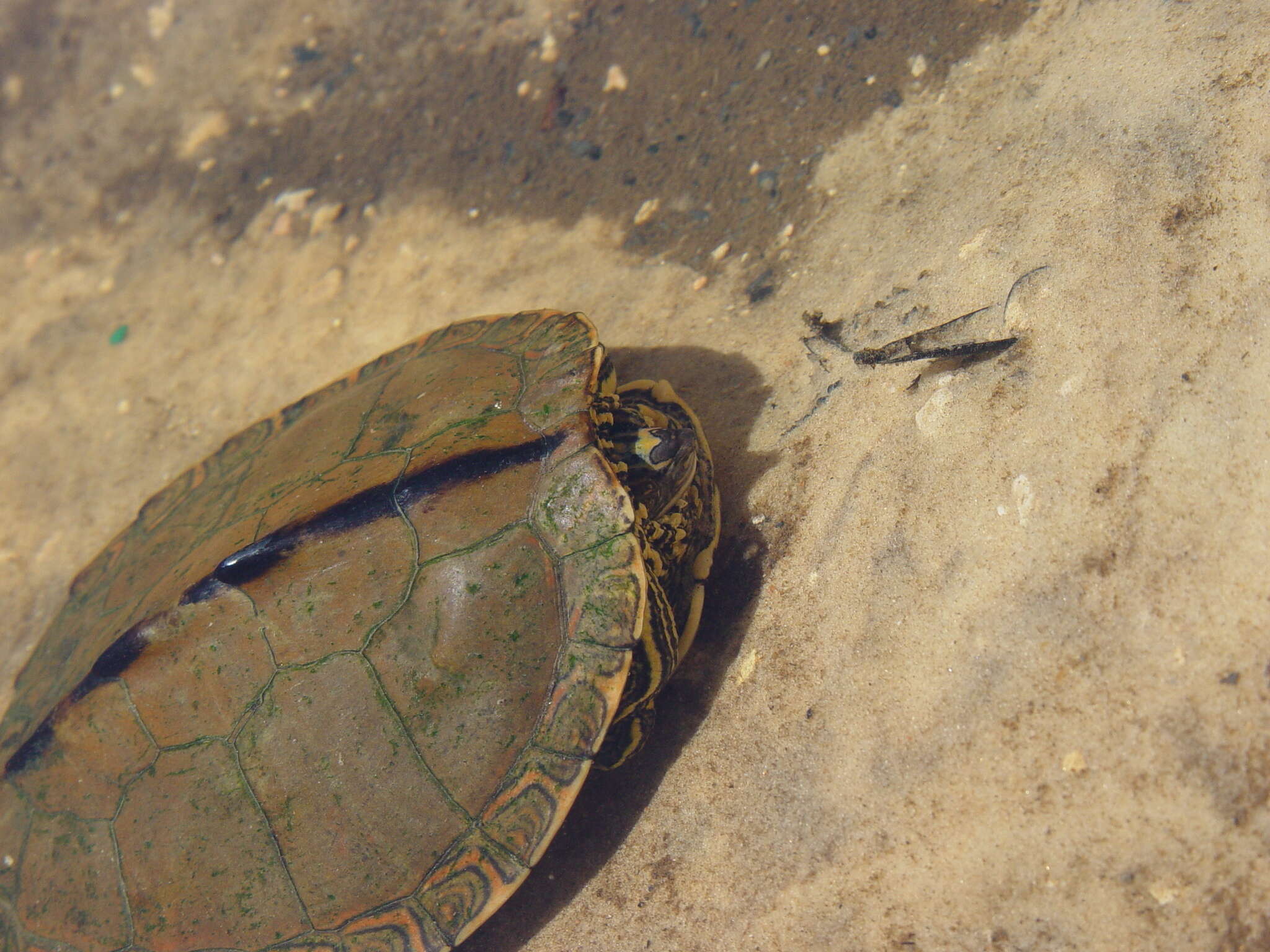 Image of Escambia Map Turtle