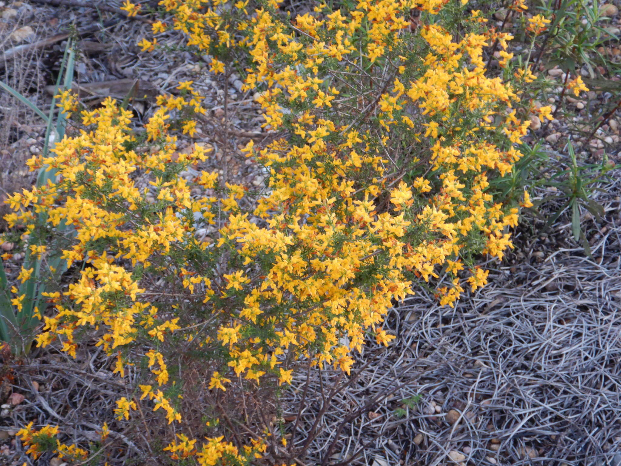 Image of Genista triacanthos Brot.