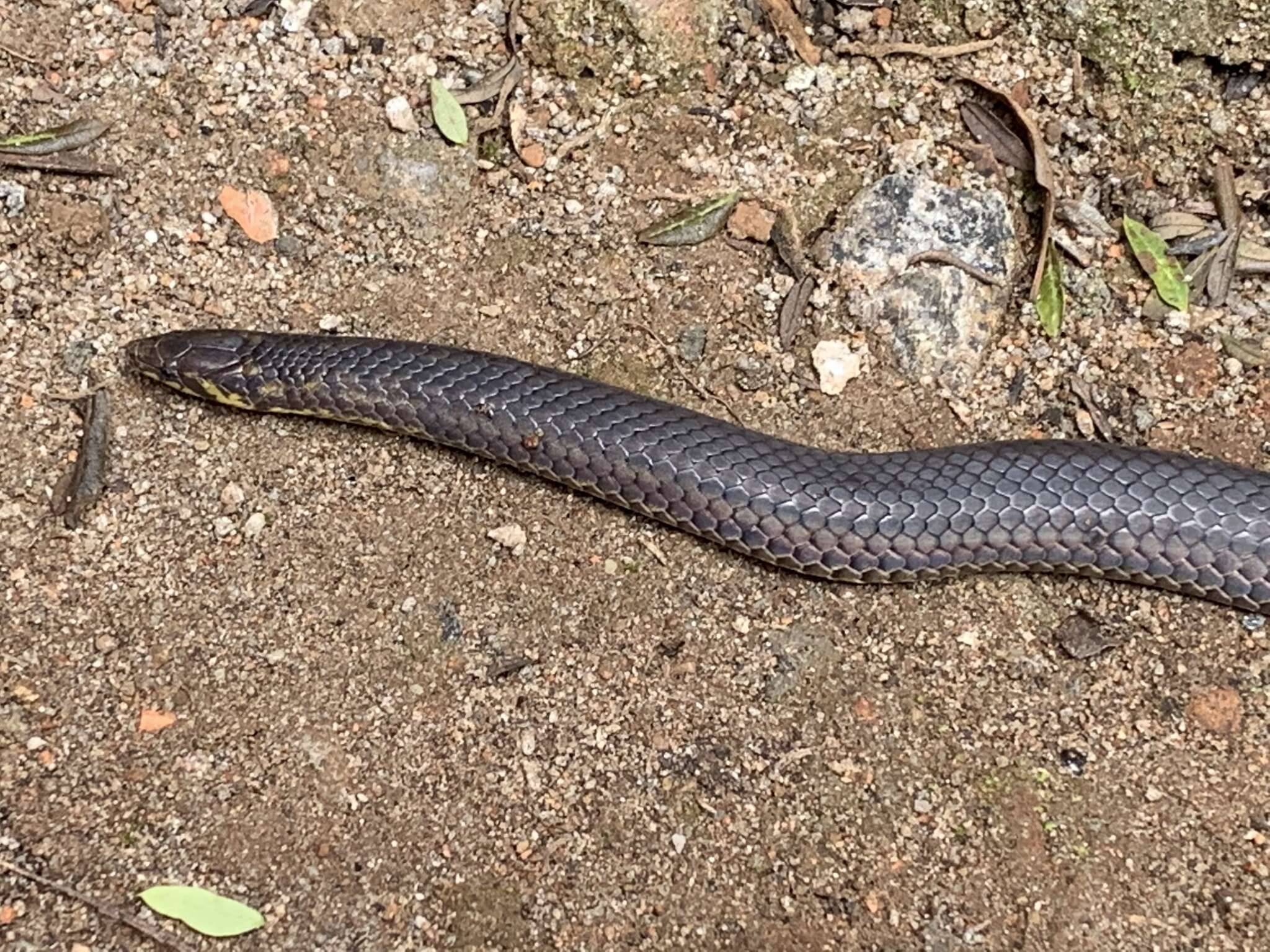 Image of Perrotet's Mountain Snake