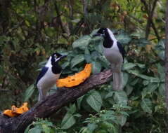 Image of White-tailed Jay