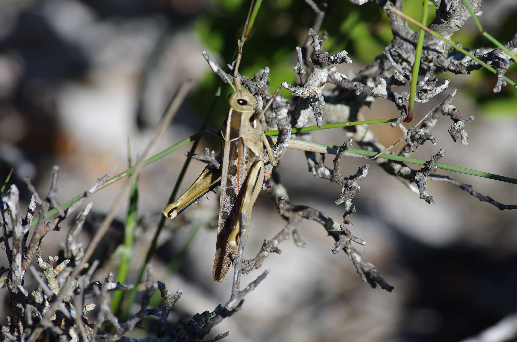 Image of Acanthacris