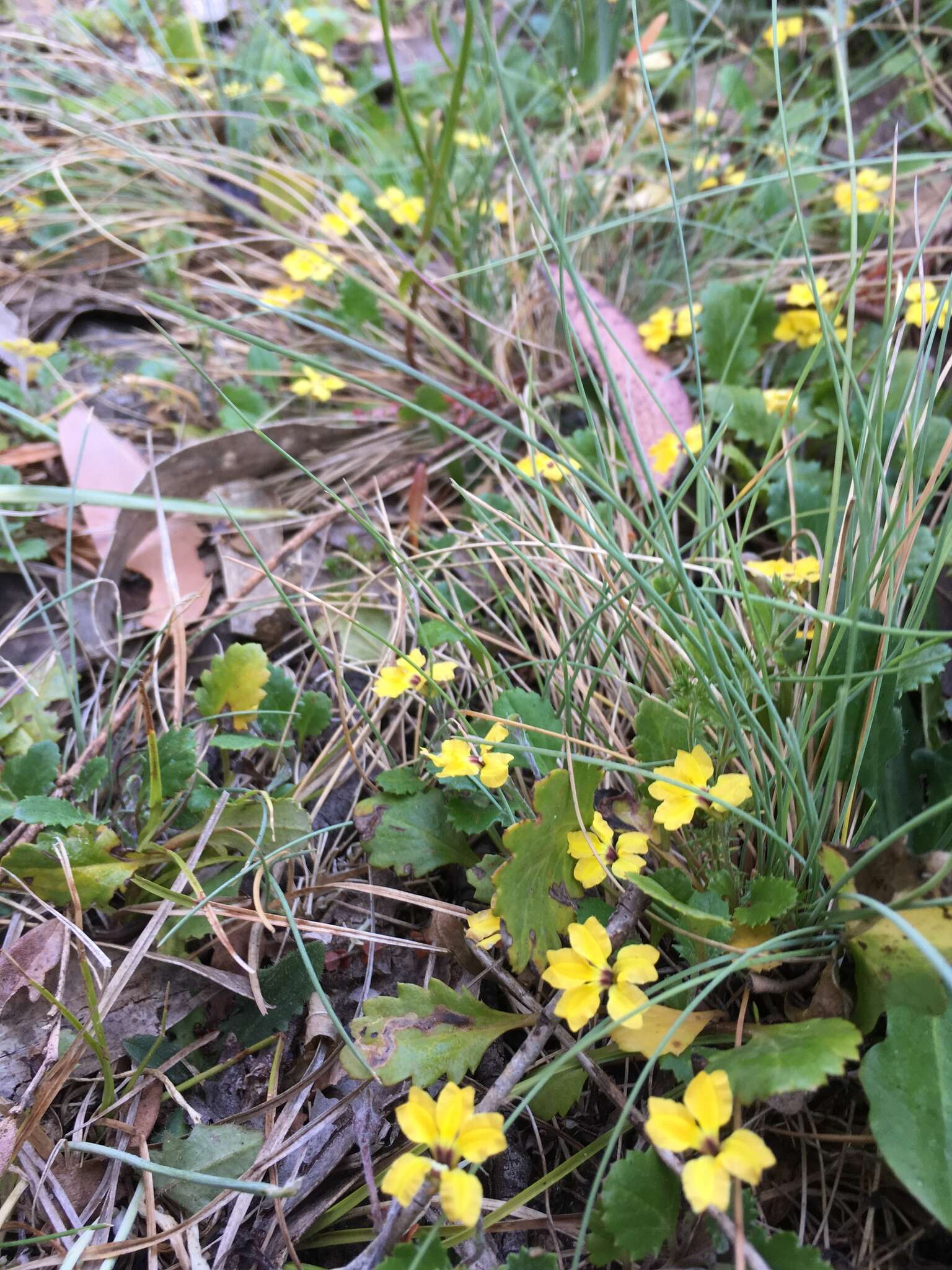 Image of Goodenia hederacea subsp. alpestris (K. Krause) R. Carolin