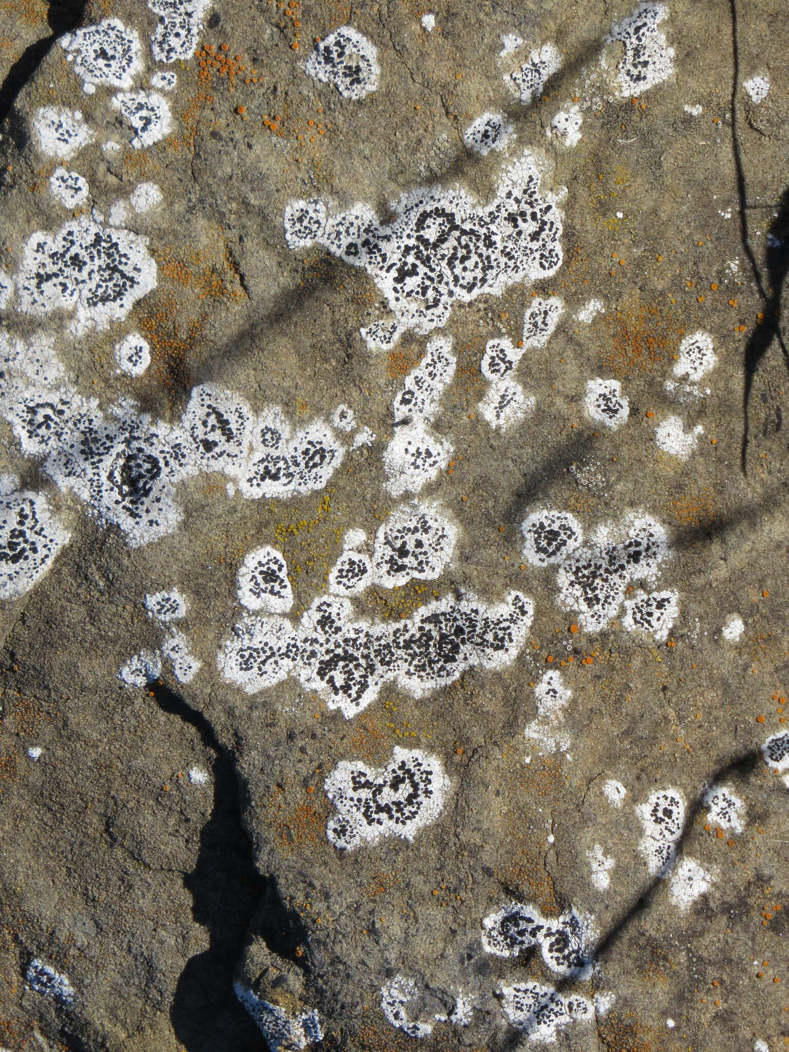 Image of seaside disc lichen