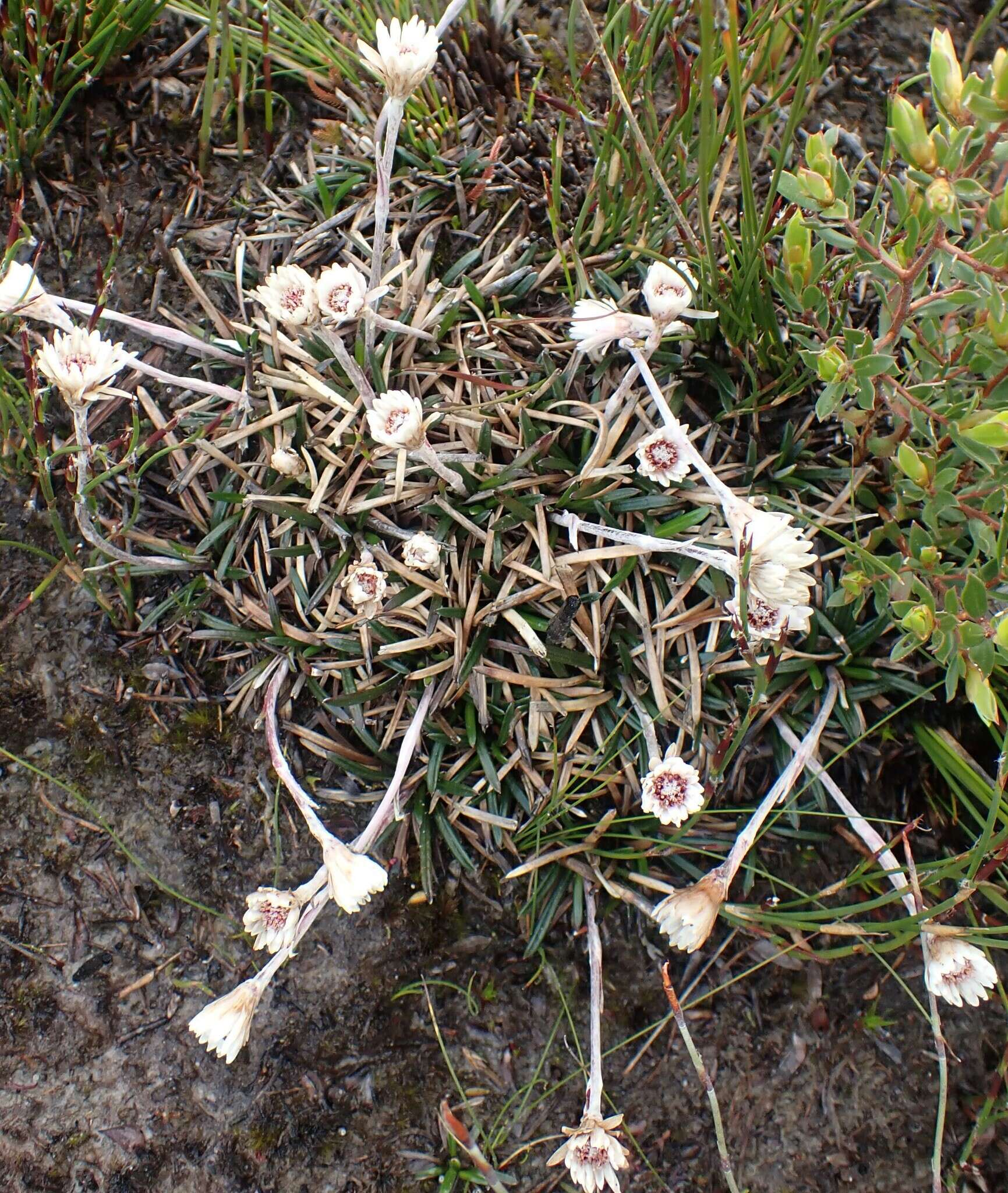 Image de Helichrysum pumilum Hook. fil.