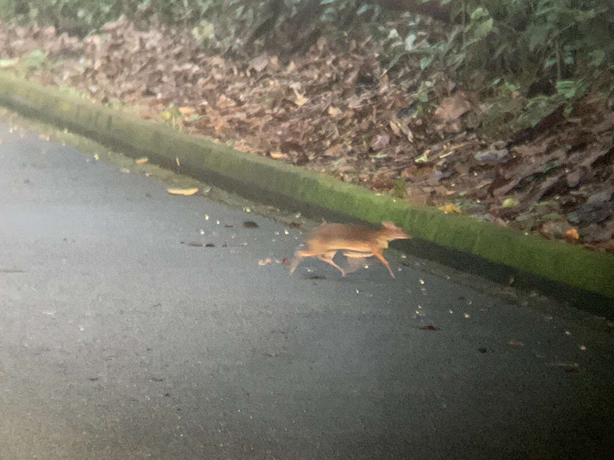 Image de Chevrotain kanchil