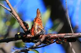 صورة Charaxes jahlusa rex Henning 1978