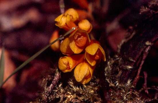 Imagem de Dendrobium subclausum Rolfe