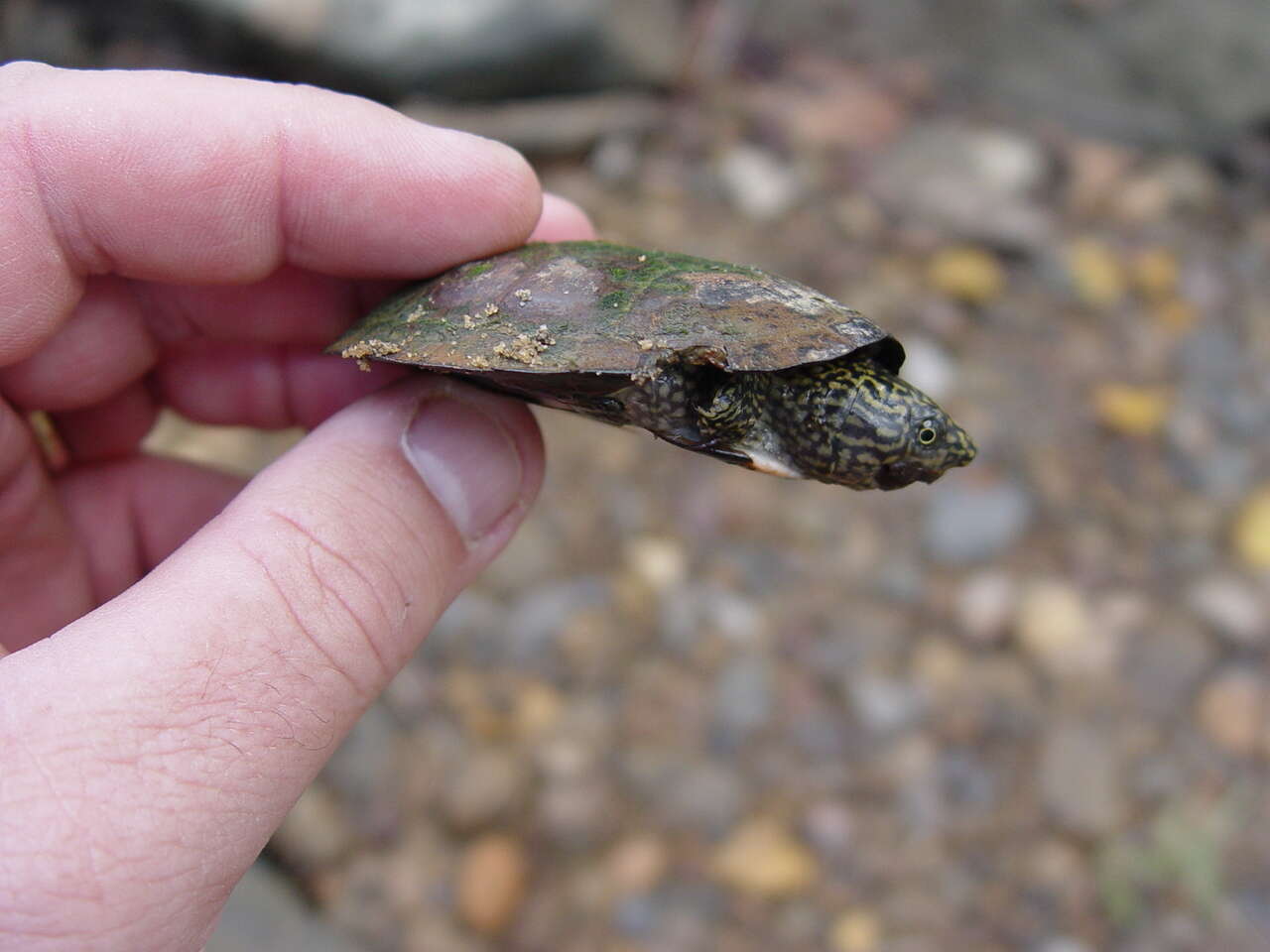 Image of Flattened Musk Turtle