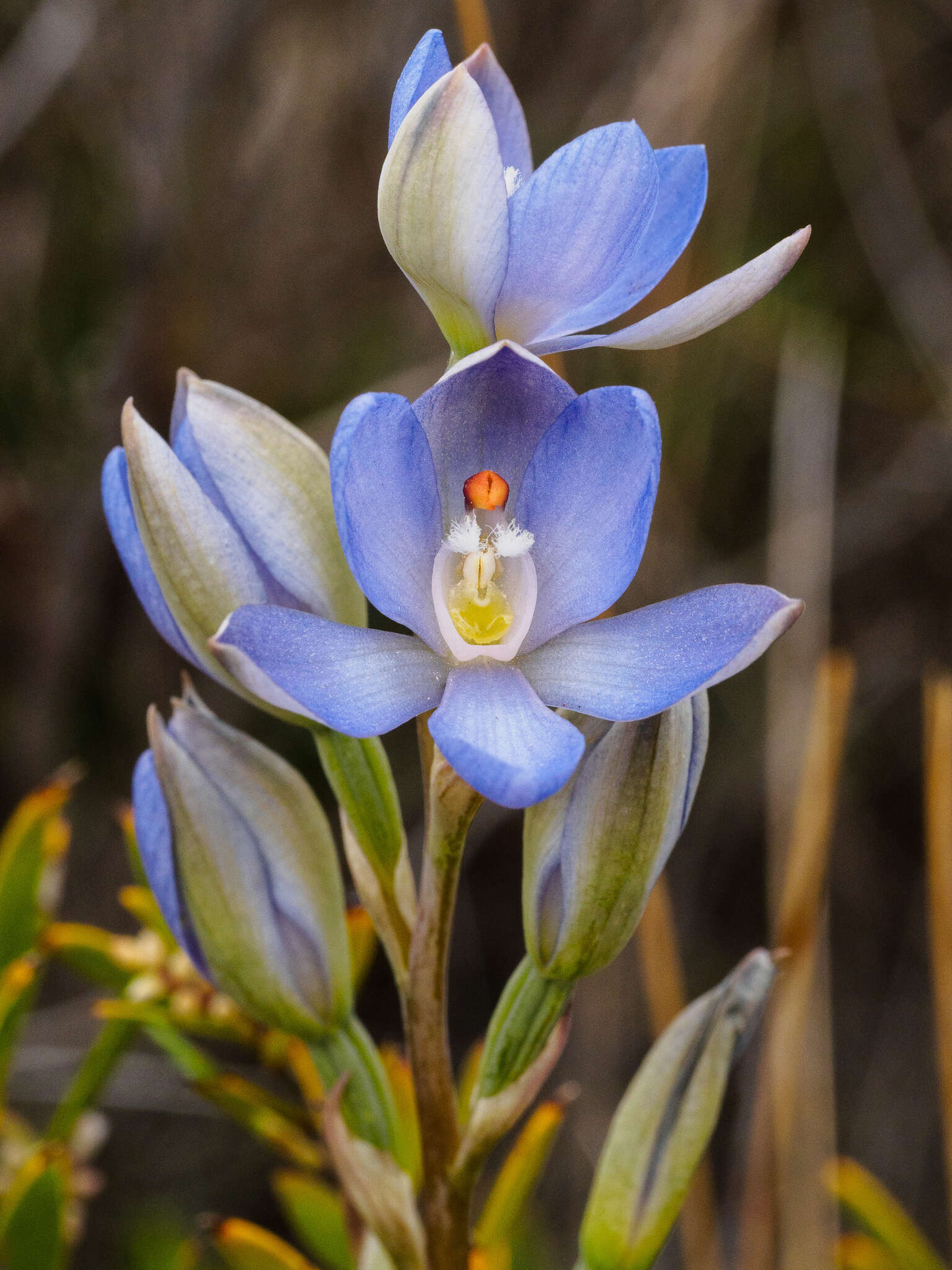 Image of Thelymitra silena D. L. Jones