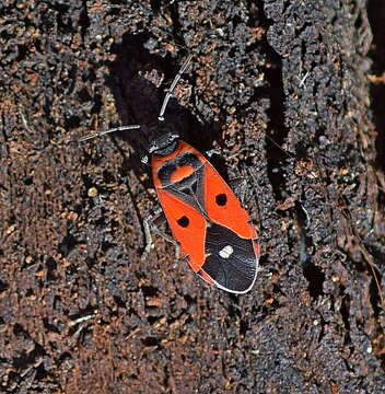 Image of Melanocoryphus albomaculatus Goeze 1778