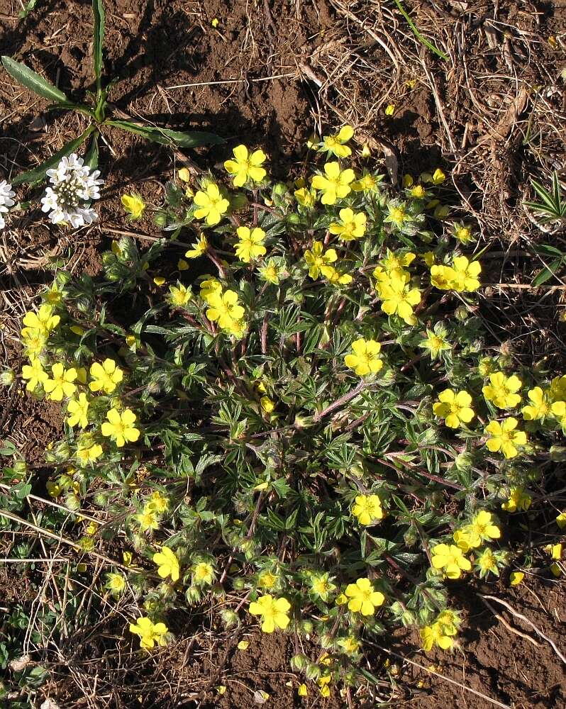 Image of Potentilla heptaphylla subsp. australis (Nyman) Gams