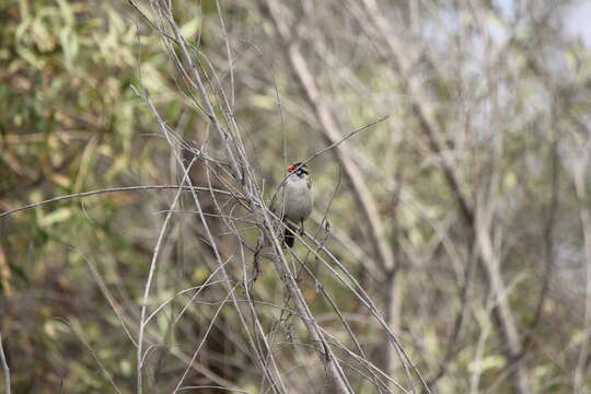 Image of Pin-tailed Whydah