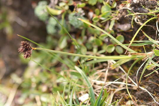 Image of Carex parviflora Host