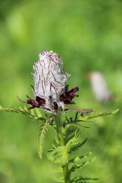 Imagem de Pedicularis atropurpurea Nordm.