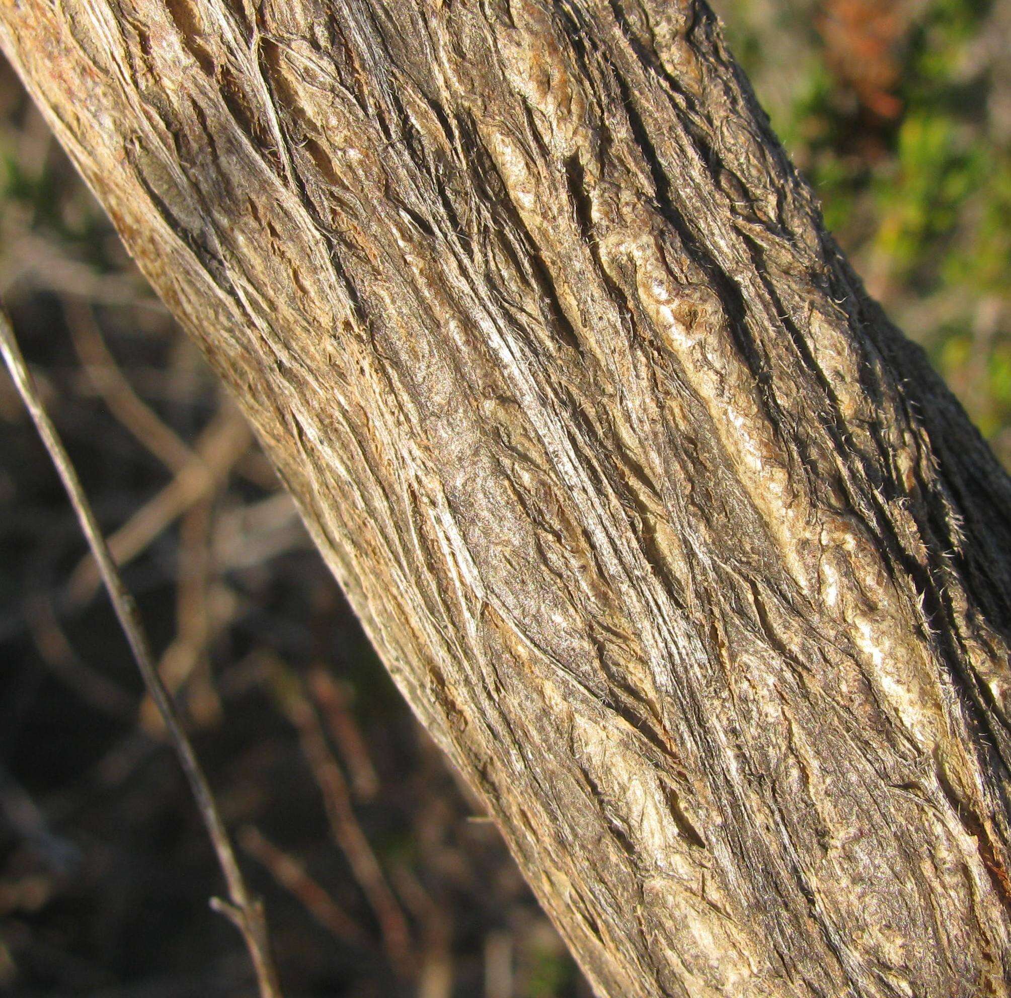 Image of Aspalathus uniflora L.