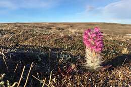 Image of woolly lousewort