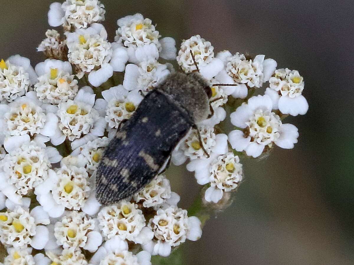 Image of Acmaeoderella flavofasciata flavofasciata