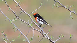 Image of Red-capped Robin