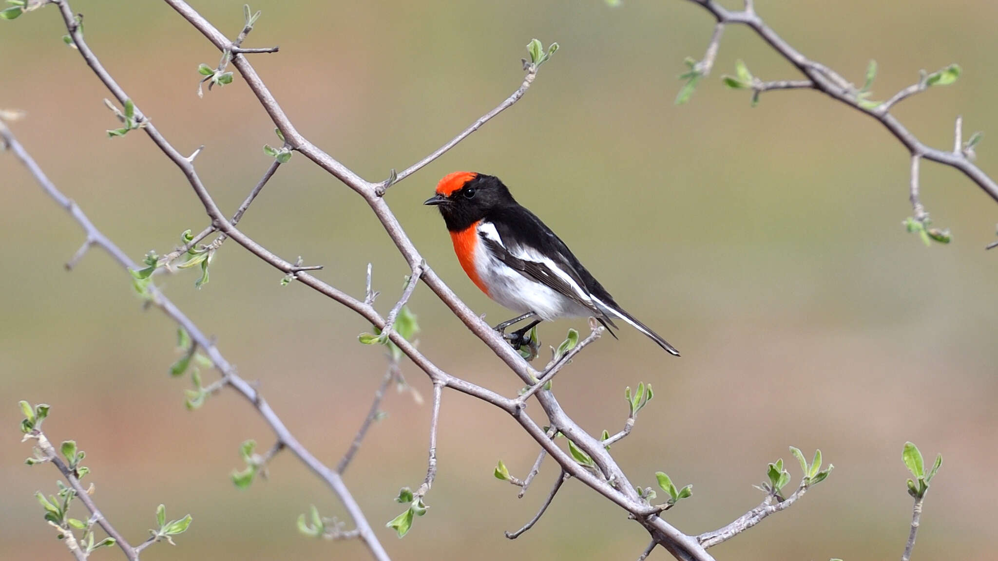 Image of Red-capped Robin