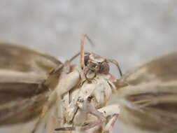 Image of Macrobathra hemitropa Meyrick 1886