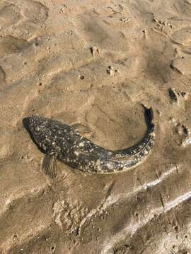 Image of Dusky Flathead