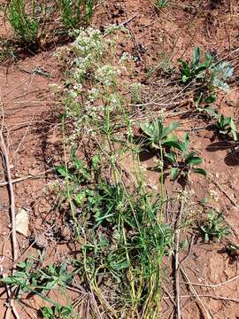 Image of Galium octonarium (Klokov) Pobed.