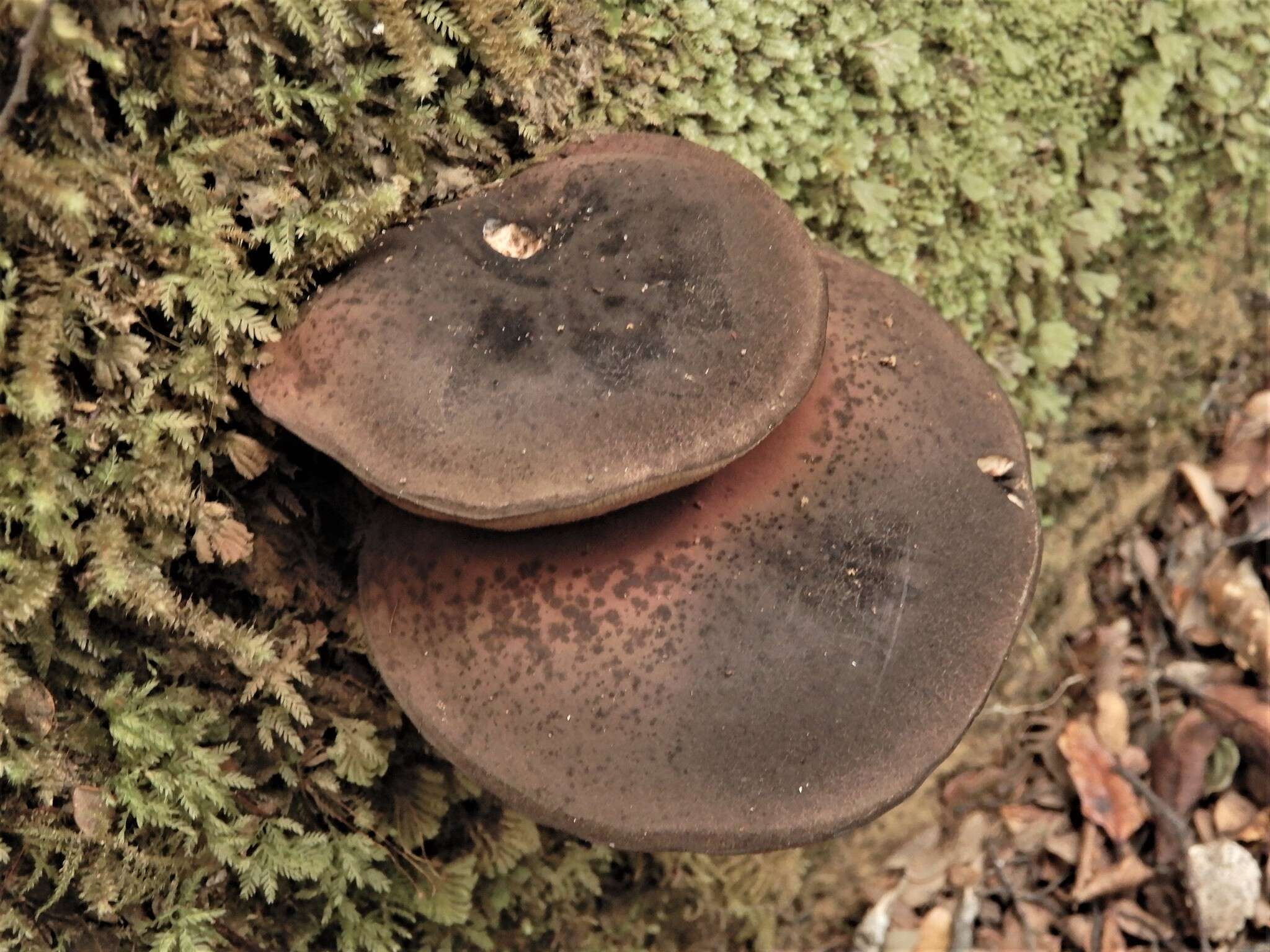 Imagem de Porphyrellus formosus (G. Stev.) J. A. Cooper 2014