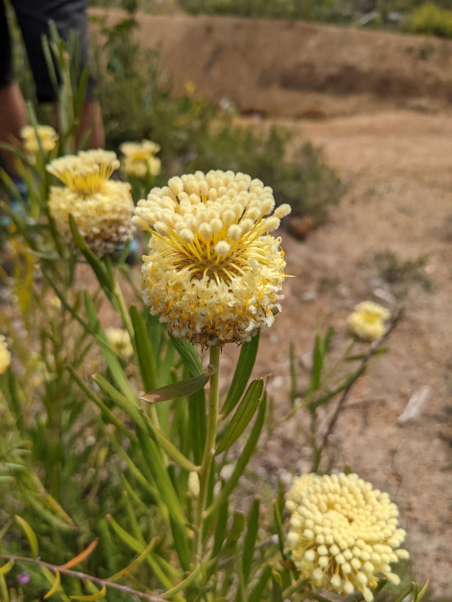 Image of Isopogon sphaerocephalus Lindl.