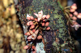 صورة Didymocheton roseus (Baill.) Holzmeyer & Mabb.