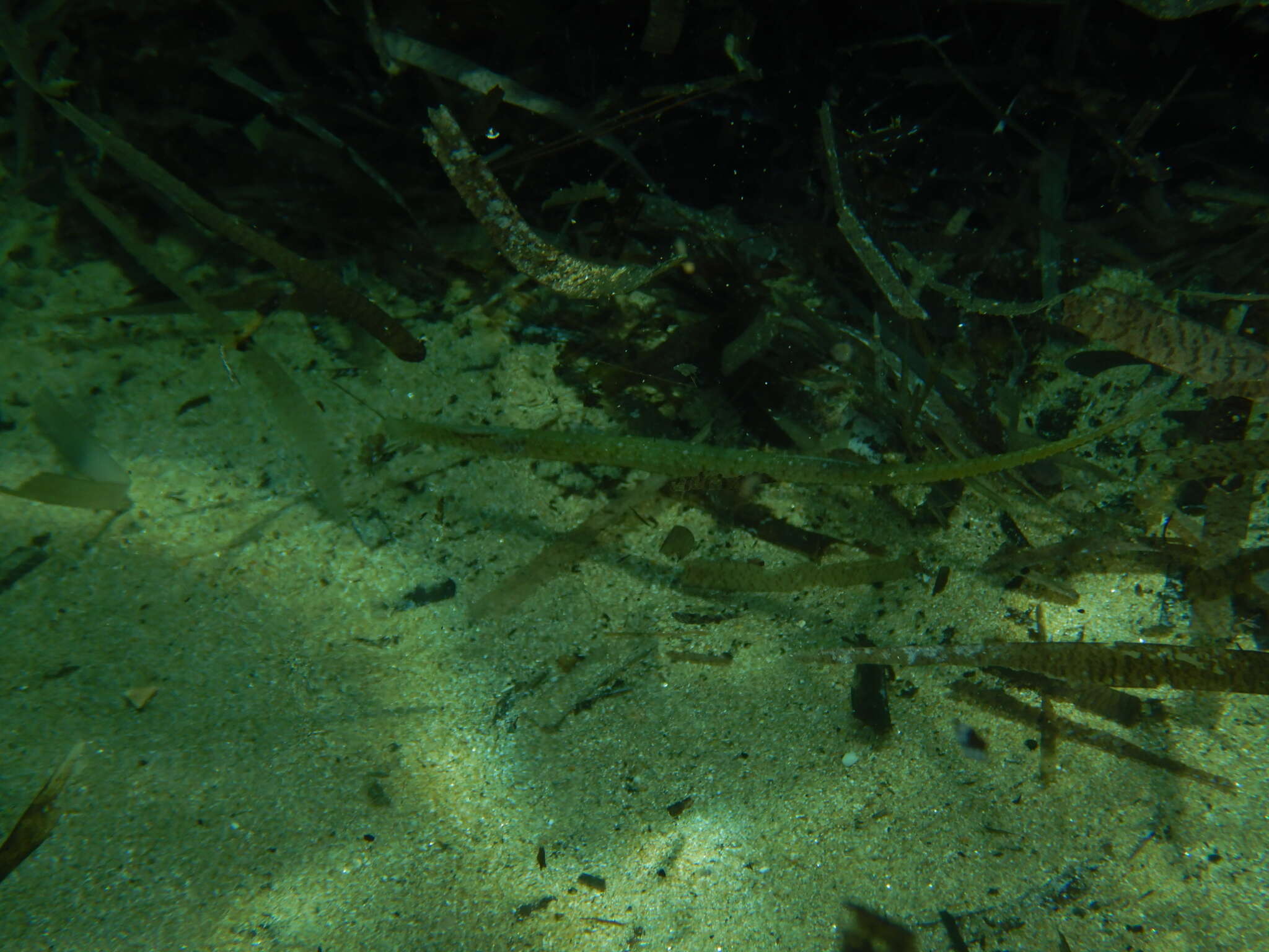 Image of Broadnosed Pipefish