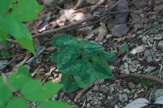 Image of Asarum nipponicum Maekawa