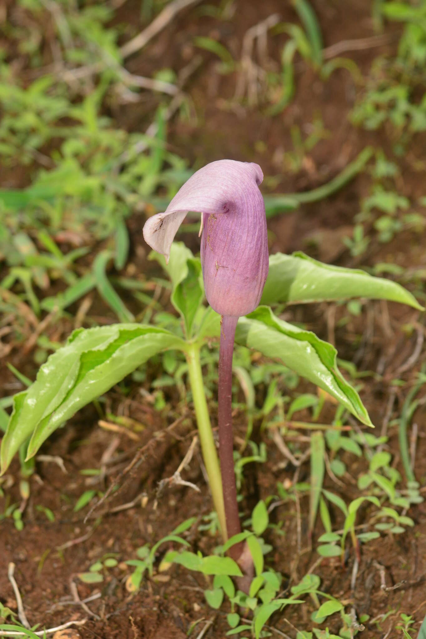 Image of Arisaema murrayi var. sonubeniae P. Tetali, Punekar & Lakshmin.